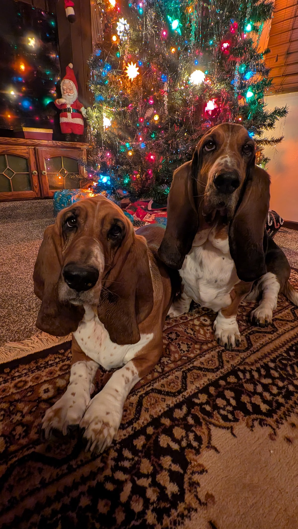 Goose and Georgie, HR- 
the only employees with a full
 benefits package, including comprehensive medical
 and unlimited paid naps.